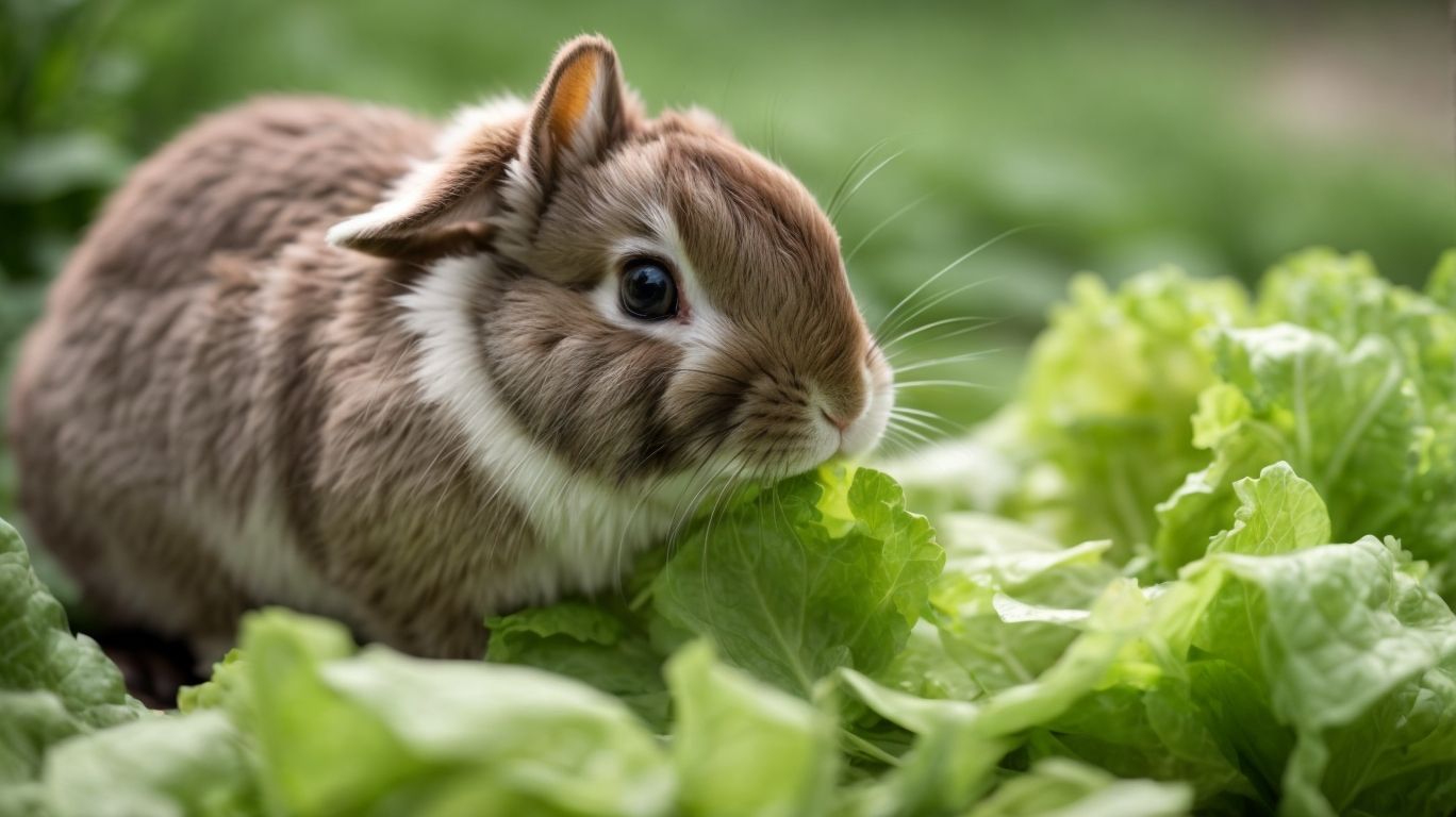 Can Bunnies Eat Lettuce