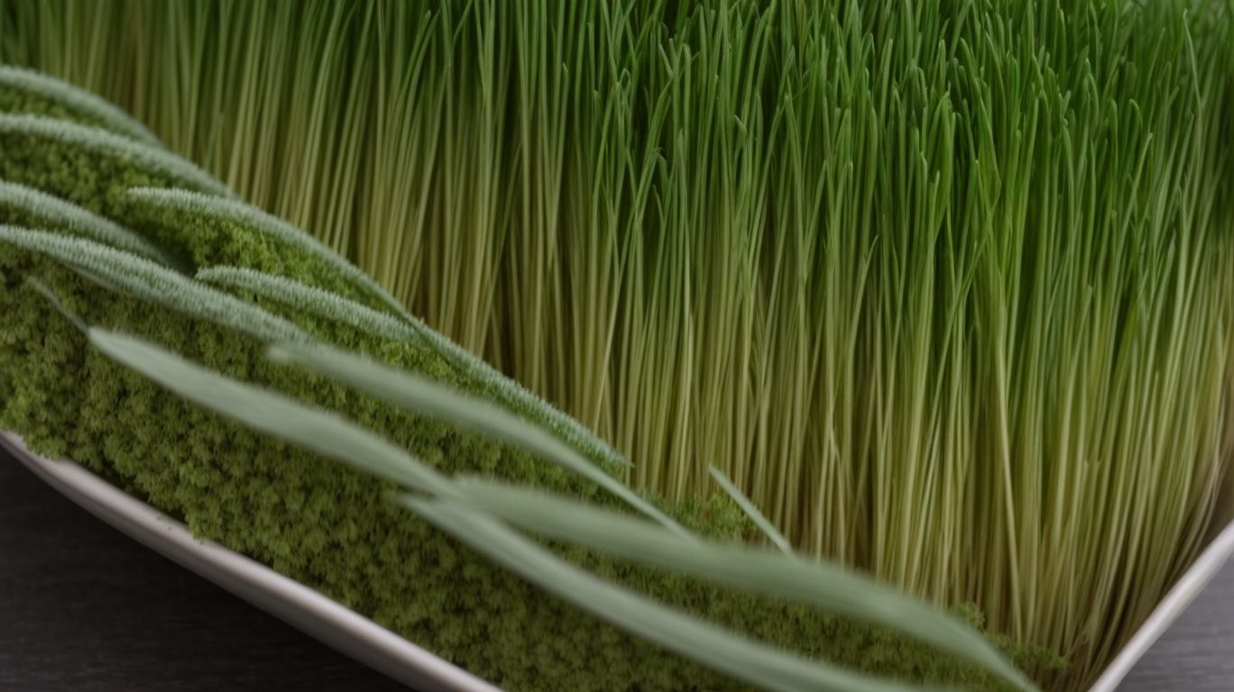 What is Wheatgrass? - Can Bunnies Eat Wheatgrass? 