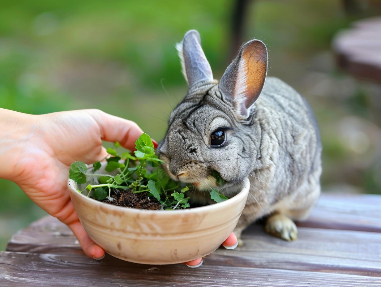 What Are the Common Health Issues for Giant Chinchilla Rabbits?