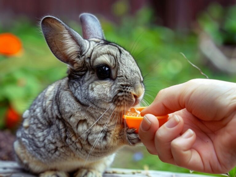 Giant Chinchilla Rabbits As Pets: Care, Diet, and Health For Giant Sized Breeds